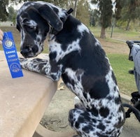 a dalmatian is sitting on a picnic table with a ribbon