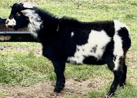 a black and white goat standing in a field