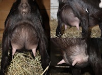 four pictures of a goat with its horns