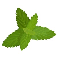 a mint leaf on a white background