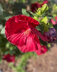 a close up of a red hibiscus flower