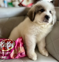 a puppy is sitting on a couch next to a bag of kikki k