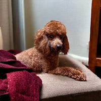 a brown poodle laying on a chair