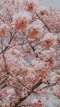 pink cherry blossoms on a tree