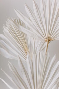 a close up of a white palm leaf