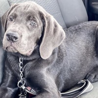 a black labrador retriever laying in the back seat of a car