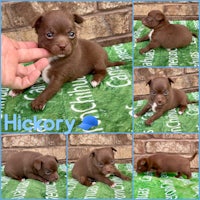 chihuahua puppies for sale in san antonio, texas