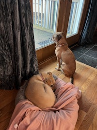 two dogs sitting in a dog bed in front of a window