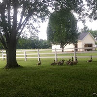a group of geese walking in the grass near a house