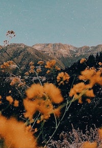 a yellow flower with mountains in the background