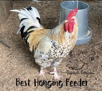 a rooster standing in the dirt with the words best hanging feeder