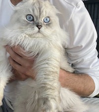 a man is holding a white cat with blue eyes