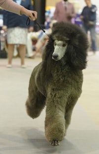 a grey poodle walking on a leash at a dog show