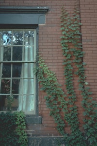 a window with ivy growing out of it