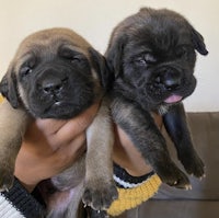 two black and brown puppies being held up by a person