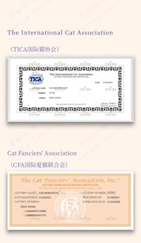 the international cat association certificate