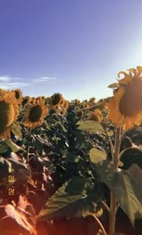 a field of sunflowers with the sun shining on them