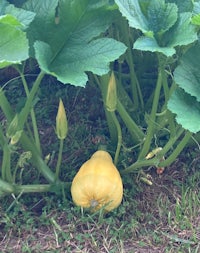 a yellow squash growing in a garden
