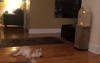 a dog laying on the floor in a living room
