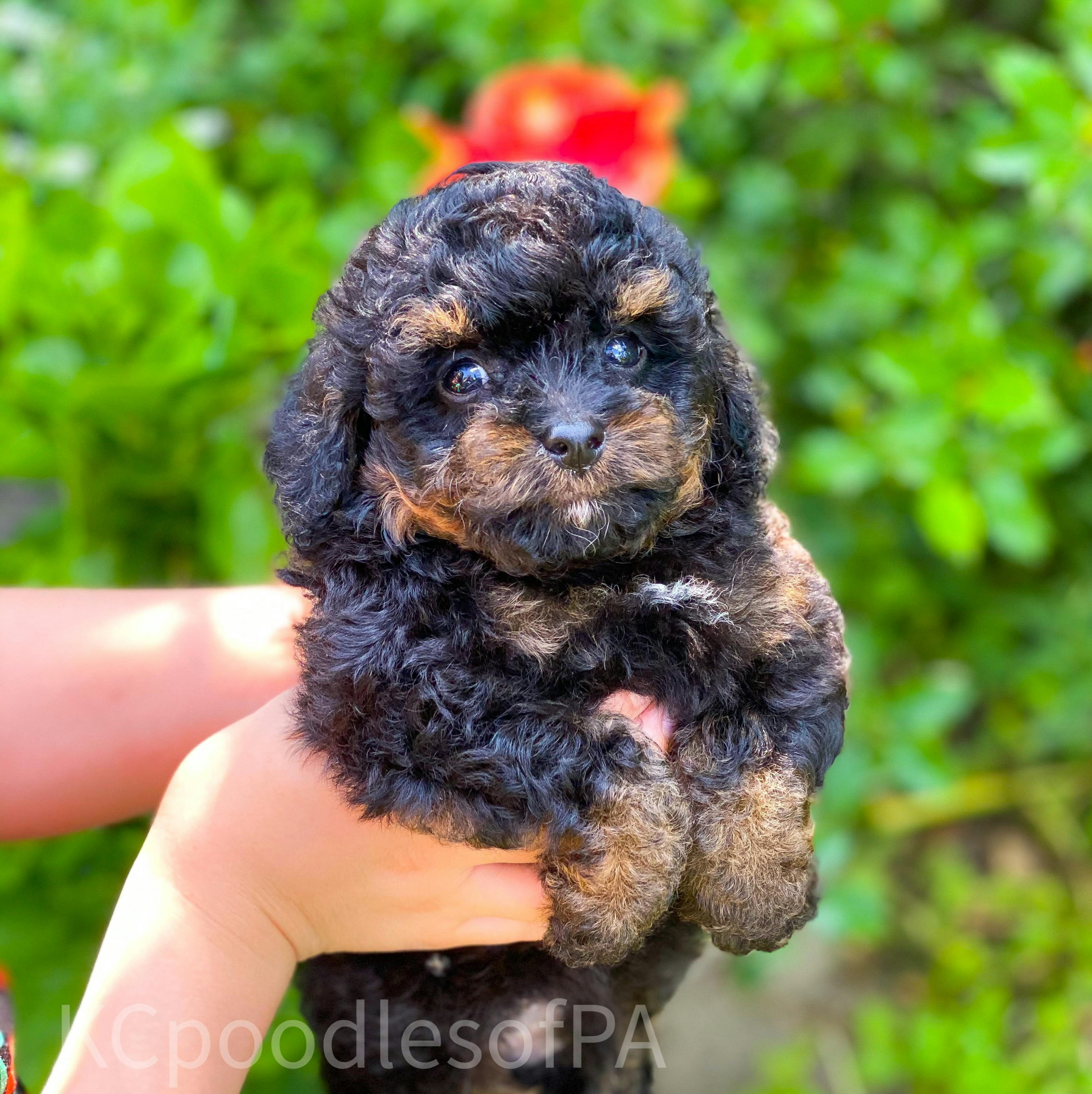 Champion toy outlet poodle breeders