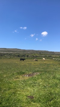cows grazing in a grassy field under a blue sky