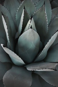 a close up of an agave plant