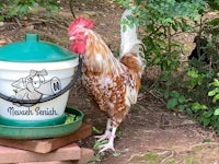 a rooster standing next to a bucket of food