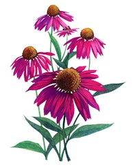 purple coneflowers on a white background