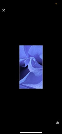 an image of a blue flower on a black background