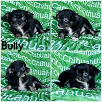 four pictures of a chihuahua puppy laying on a blanket