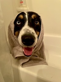 a dog with a towel wrapped around its head in a bathtub