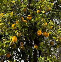 a tree with a lot of lemons on it