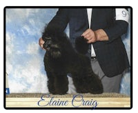 elaine craggy black poodle