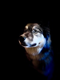 a husky dog is standing in the dark