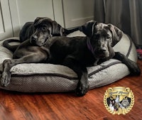 two black dogs laying on top of a dog bed