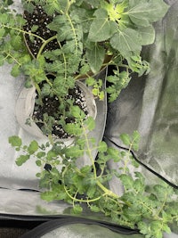 a potted tomato plant in a greenhouse