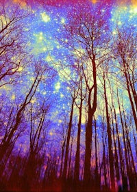 a photo of a forest with stars in the sky