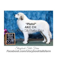 a white dog standing next to a plaque with the words pistol akc ch