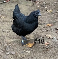 a black chicken standing on the ground with a number on it
