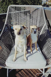 two dogs sitting on a wicker chair