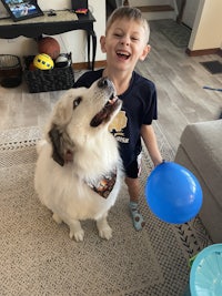 a white dog with a blue balloon