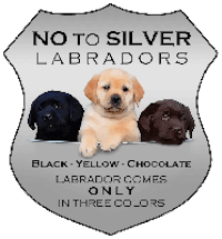 no to silver labradors black yellow chocolate