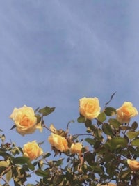 yellow roses against a blue sky