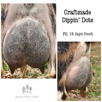 a picture of a goat's belly with the words craftmade dippin doos