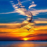 a bird flies over the water at sunset