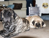 two large dogs laying on the floor in a living room