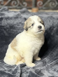 a small white and brown puppy sitting on a blanket