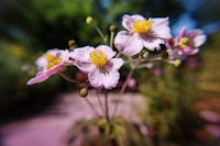 a blurry image of a flower