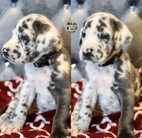 two dalmatian puppies sitting on a couch
