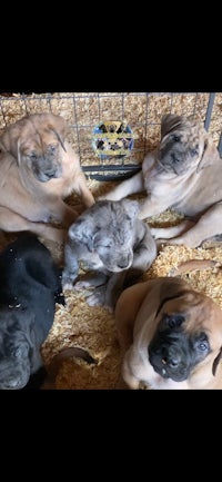 a group of puppies laying in a cage